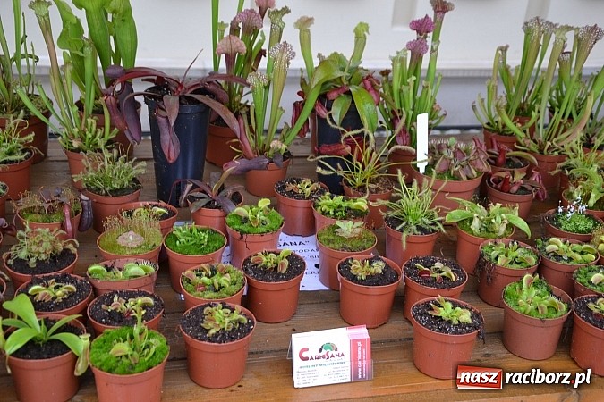 Zdjęcie w galerii na portalu naszraciborz.pl: Drugi zamkowy jarmark za nami. Nie dopisała tylko pogoda wiadomości z regionu