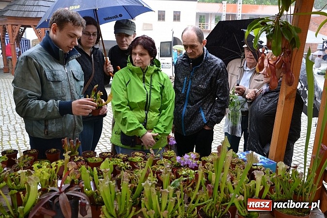 Zdjęcie w galerii na portalu naszraciborz.pl: Drugi zamkowy jarmark za nami. Nie dopisała tylko pogoda wiadomości z regionu
