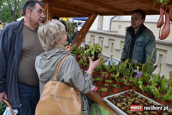 Zdjęcie w galerii na portalu naszraciborz.pl: Drugi zamkowy jarmark za nami. Nie dopisała tylko pogoda wiadomości z regionu