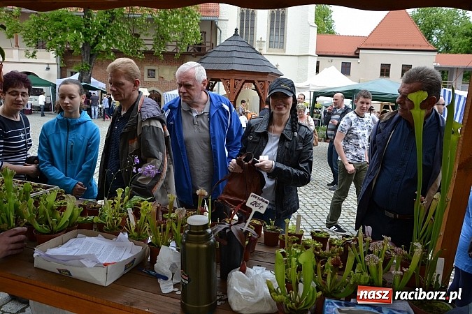 Zdjęcie w galerii na portalu naszraciborz.pl: Drugi zamkowy jarmark za nami. Nie dopisała tylko pogoda wiadomości z regionu