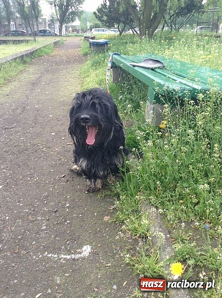 Zdjęcie w galerii na portalu naszraciborz.pl: Czyja ta zguba? Pies szuka domu! wiadomości z regionu