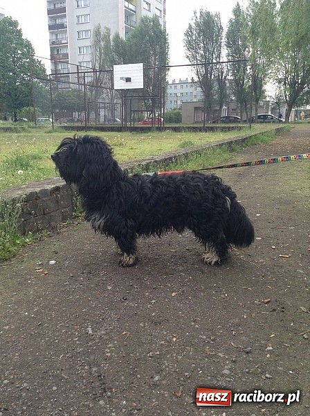 Zdjęcie w galerii na portalu naszraciborz.pl: Czyja ta zguba? Pies szuka domu! wiadomości z regionu