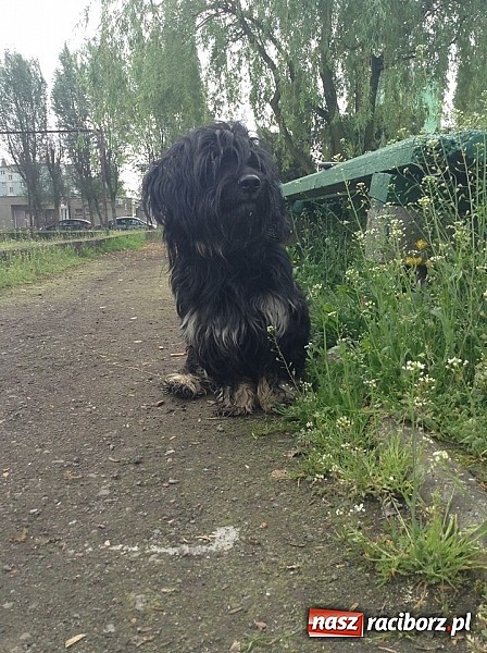 Zdjęcie w galerii na portalu naszraciborz.pl: Czyja ta zguba? Pies szuka domu! wiadomości z regionu