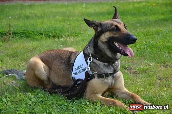 Zdjęcie w galerii na portalu naszraciborz.pl: 10 lat Polski w UE. Piknik ze Strażą Graniczną na Zamku Piastowskim wiadomości z regionu