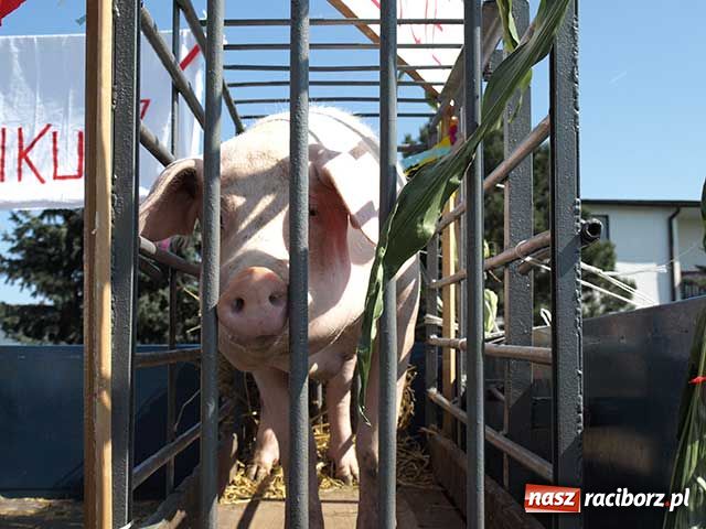 Zdjęcie w galerii na portalu naszraciborz.pl: Nie ma byka nad sudolskiego rolnika wiadomości z regionu