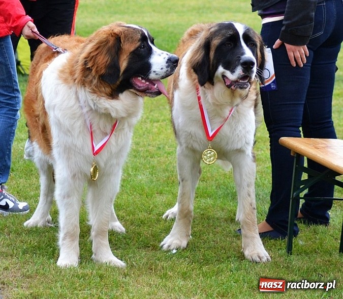 Zdjęcie w galerii na portalu naszraciborz.pl: Wystawa ściągnęła do Kuźni Raciborskiej miłośników czworonogów wiadomości z regionu