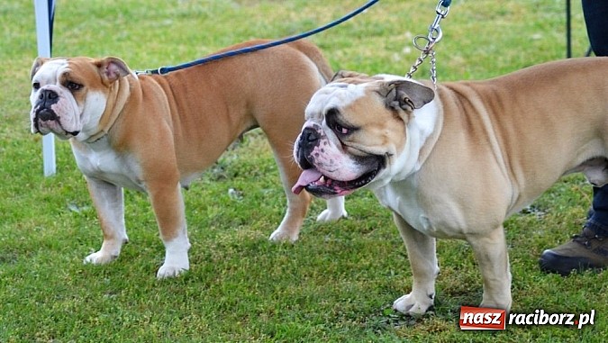 Zdjęcie w galerii na portalu naszraciborz.pl: Wystawa ściągnęła do Kuźni Raciborskiej miłośników czworonogów wiadomości z regionu