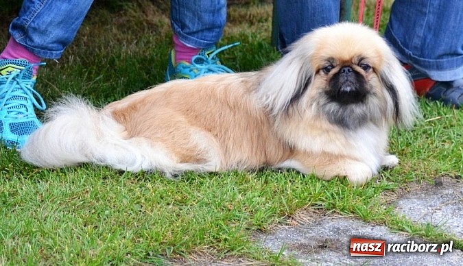 Zdjęcie w galerii na portalu naszraciborz.pl: Wystawa ściągnęła do Kuźni Raciborskiej miłośników czworonogów wiadomości z regionu