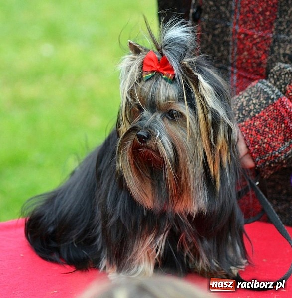 Zdjęcie w galerii na portalu naszraciborz.pl: Wystawa ściągnęła do Kuźni Raciborskiej miłośników czworonogów wiadomości z regionu