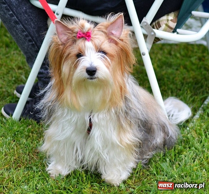 Zdjęcie w galerii na portalu naszraciborz.pl: Wystawa ściągnęła do Kuźni Raciborskiej miłośników czworonogów wiadomości z regionu