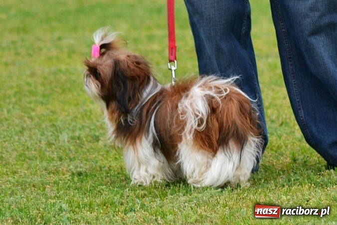 Zdjęcie w galerii na portalu naszraciborz.pl: Wystawa ściągnęła do Kuźni Raciborskiej miłośników czworonogów wiadomości z regionu