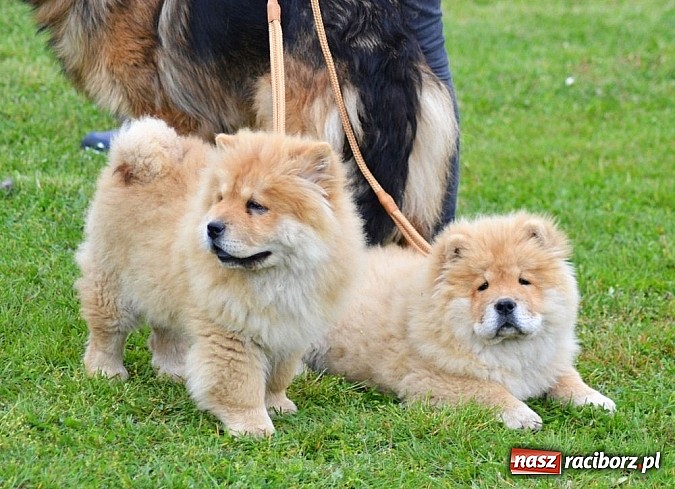 Zdjęcie w galerii na portalu naszraciborz.pl: Wystawa ściągnęła do Kuźni Raciborskiej miłośników czworonogów wiadomości z regionu