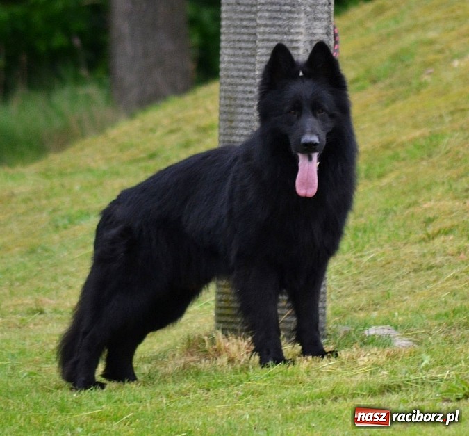 Zdjęcie w galerii na portalu naszraciborz.pl: Wystawa ściągnęła do Kuźni Raciborskiej miłośników czworonogów wiadomości z regionu