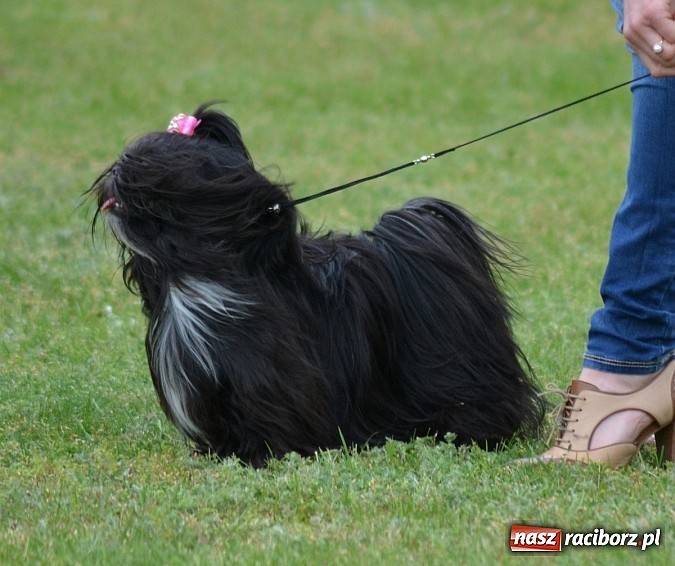 Zdjęcie w galerii na portalu naszraciborz.pl: Wystawa ściągnęła do Kuźni Raciborskiej miłośników czworonogów wiadomości z regionu