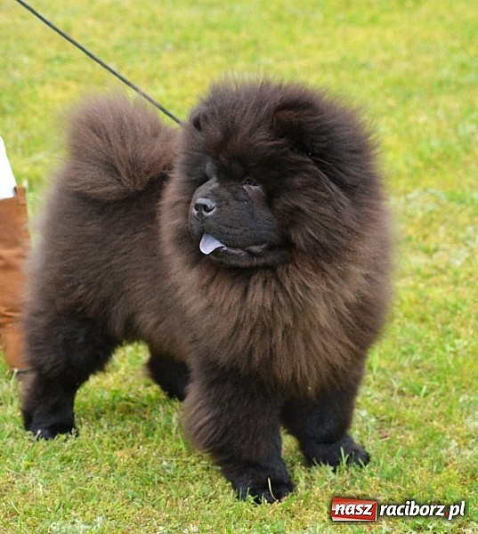 Zdjęcie w galerii na portalu naszraciborz.pl: Wystawa ściągnęła do Kuźni Raciborskiej miłośników czworonogów wiadomości z regionu