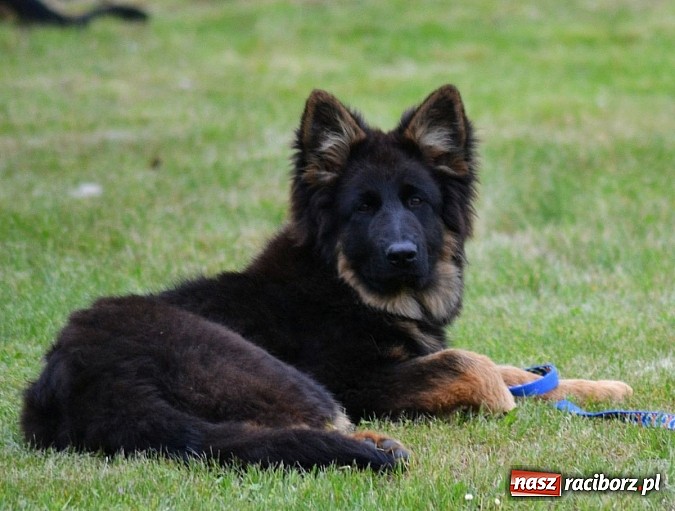 Zdjęcie w galerii na portalu naszraciborz.pl: Wystawa ściągnęła do Kuźni Raciborskiej miłośników czworonogów wiadomości z regionu