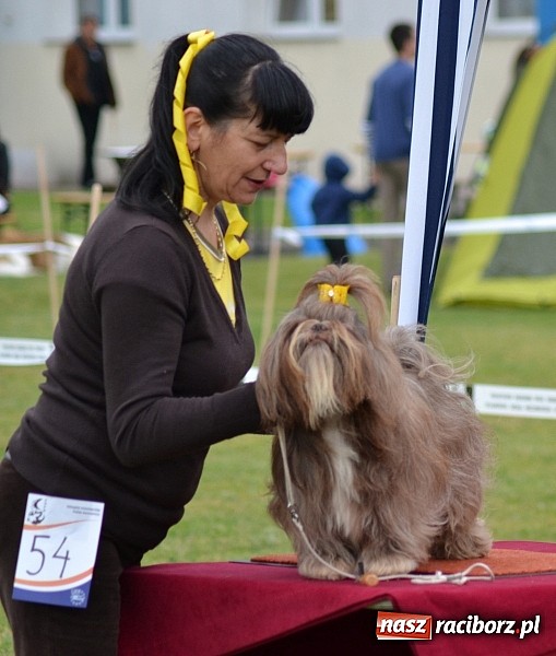 Zdjęcie w galerii na portalu naszraciborz.pl: Wystawa ściągnęła do Kuźni Raciborskiej miłośników czworonogów wiadomości z regionu