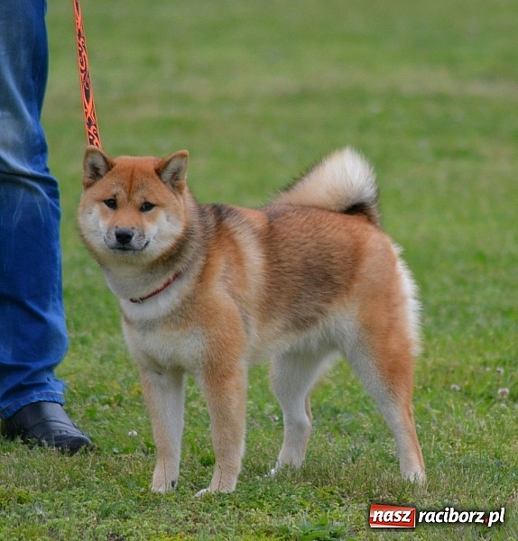 Zdjęcie w galerii na portalu naszraciborz.pl: Wystawa ściągnęła do Kuźni Raciborskiej miłośników czworonogów wiadomości z regionu