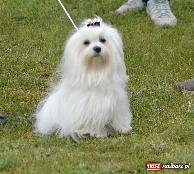 Zdjęcie w galerii na portalu naszraciborz.pl: Wystawa ściągnęła do Kuźni Raciborskiej miłośników czworonogów wiadomości z regionu