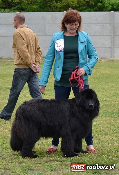 Zdjęcie w galerii na portalu naszraciborz.pl: Wystawa ściągnęła do Kuźni Raciborskiej miłośników czworonogów wiadomości z regionu