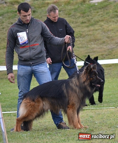 Zdjęcie w galerii na portalu naszraciborz.pl: Wystawa ściągnęła do Kuźni Raciborskiej miłośników czworonogów wiadomości z regionu