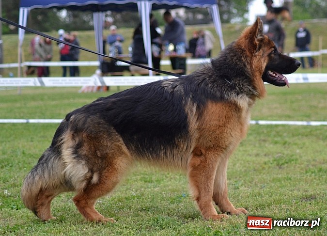 Zdjęcie w galerii na portalu naszraciborz.pl: Wystawa ściągnęła do Kuźni Raciborskiej miłośników czworonogów wiadomości z regionu