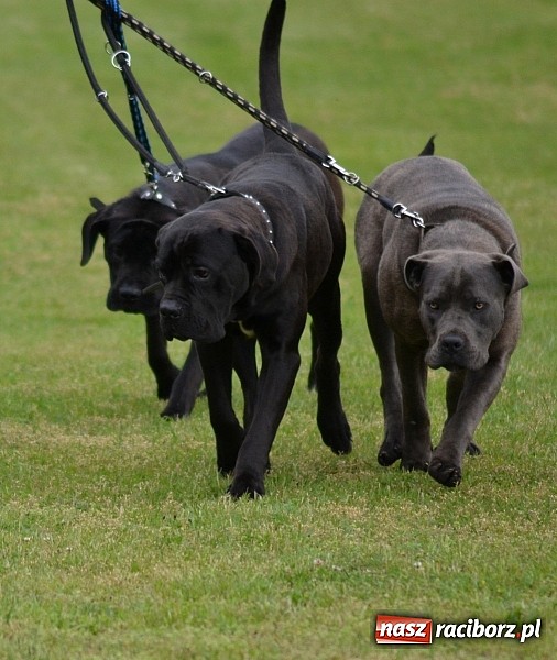 Zdjęcie w galerii na portalu naszraciborz.pl: Wystawa ściągnęła do Kuźni Raciborskiej miłośników czworonogów wiadomości z regionu