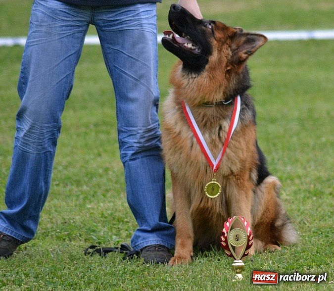 Zdjęcie w galerii na portalu naszraciborz.pl: Wystawa ściągnęła do Kuźni Raciborskiej miłośników czworonogów wiadomości z regionu