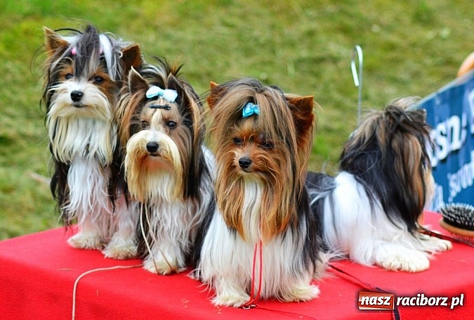 Zdjęcie w galerii na portalu naszraciborz.pl: Wystawa ściągnęła do Kuźni Raciborskiej miłośników czworonogów wiadomości z regionu