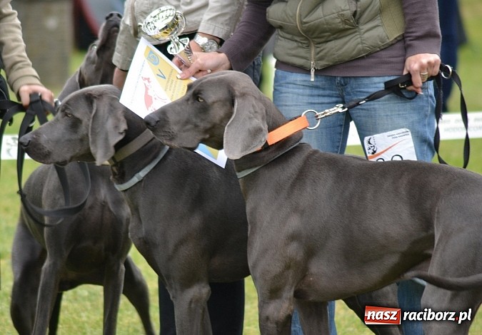 Zdjęcie w galerii na portalu naszraciborz.pl: Wystawa ściągnęła do Kuźni Raciborskiej miłośników czworonogów wiadomości z regionu