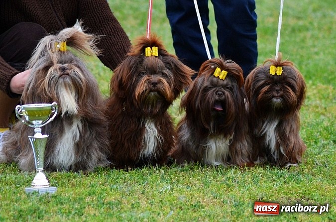 Zdjęcie w galerii na portalu naszraciborz.pl: Wystawa ściągnęła do Kuźni Raciborskiej miłośników czworonogów wiadomości z regionu