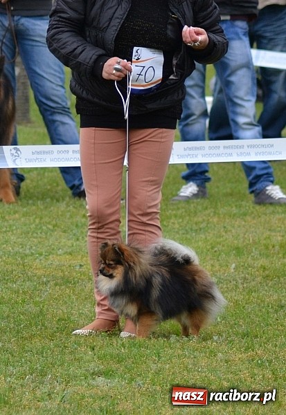 Zdjęcie w galerii na portalu naszraciborz.pl: Wystawa ściągnęła do Kuźni Raciborskiej miłośników czworonogów wiadomości z regionu