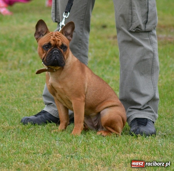 Zdjęcie w galerii na portalu naszraciborz.pl: Wystawa ściągnęła do Kuźni Raciborskiej miłośników czworonogów wiadomości z regionu