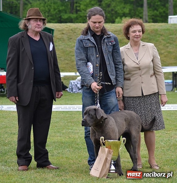 Zdjęcie w galerii na portalu naszraciborz.pl: Wystawa ściągnęła do Kuźni Raciborskiej miłośników czworonogów wiadomości z regionu
