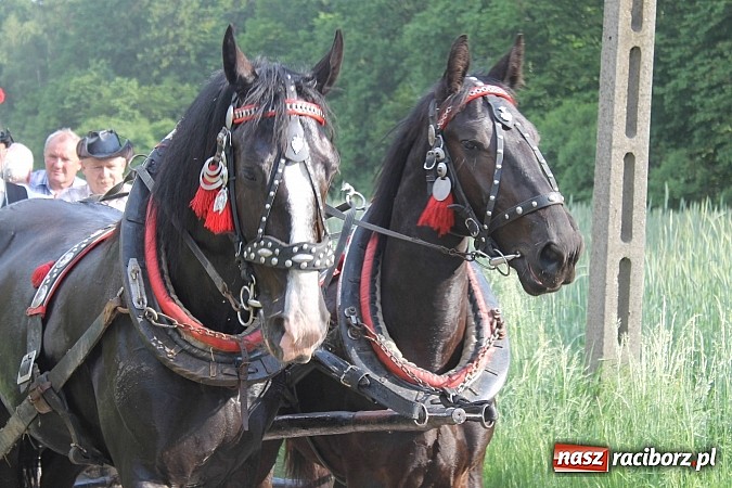 Zdjęcie w galerii na portalu naszraciborz.pl: W Brzeziu jak co roku szli ze świętym Urbanem wiadomości z regionu