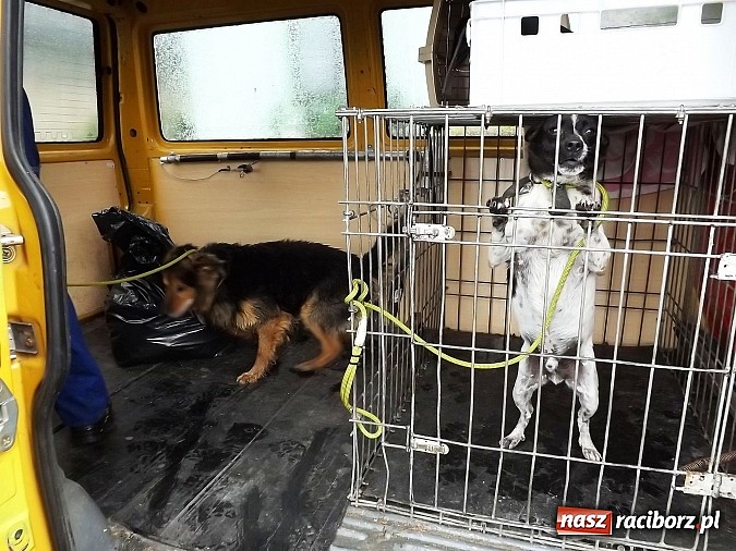 Zdjęcie w galerii na portalu naszraciborz.pl: Dramat psów w Krowiarkach! wiadomości z regionu
