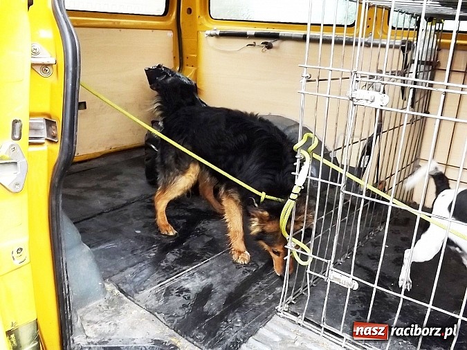 Zdjęcie w galerii na portalu naszraciborz.pl: Dramat psów w Krowiarkach! wiadomości z regionu