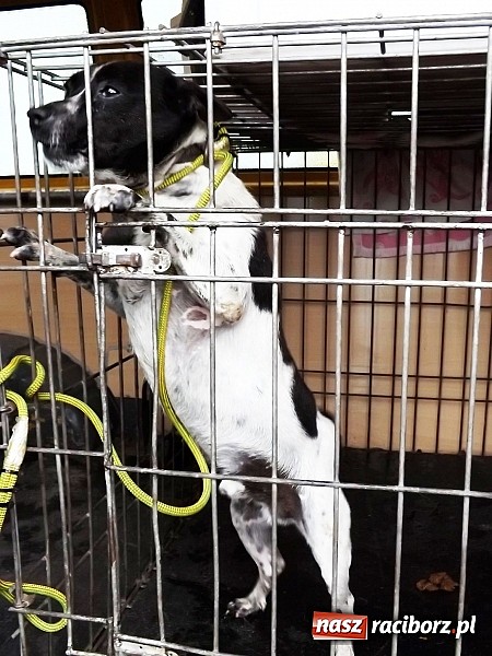 Zdjęcie w galerii na portalu naszraciborz.pl: Dramat psów w Krowiarkach! wiadomości z regionu