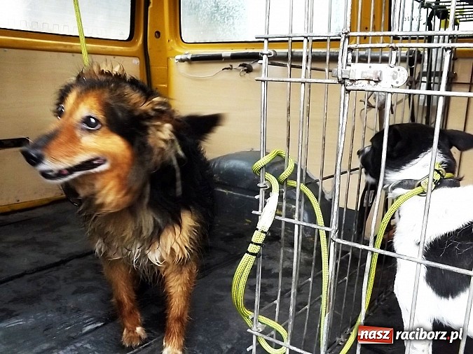 Zdjęcie w galerii na portalu naszraciborz.pl: Dramat psów w Krowiarkach! wiadomości z regionu