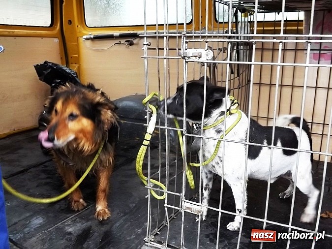 Zdjęcie w galerii na portalu naszraciborz.pl: Dramat psów w Krowiarkach! wiadomości z regionu