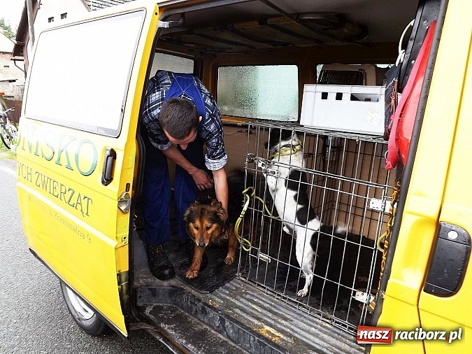Zdjęcie w galerii na portalu naszraciborz.pl: Dramat psów w Krowiarkach! wiadomości z regionu