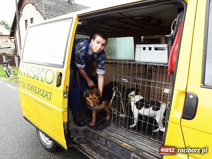Zdjęcie w galerii na portalu naszraciborz.pl: Dramat psów w Krowiarkach! wiadomości z regionu