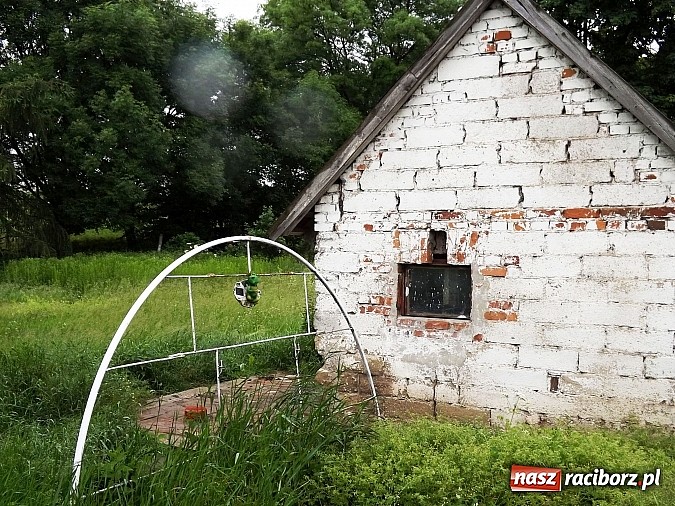 Zdjęcie w galerii na portalu naszraciborz.pl: Dramat psów w Krowiarkach! wiadomości z regionu