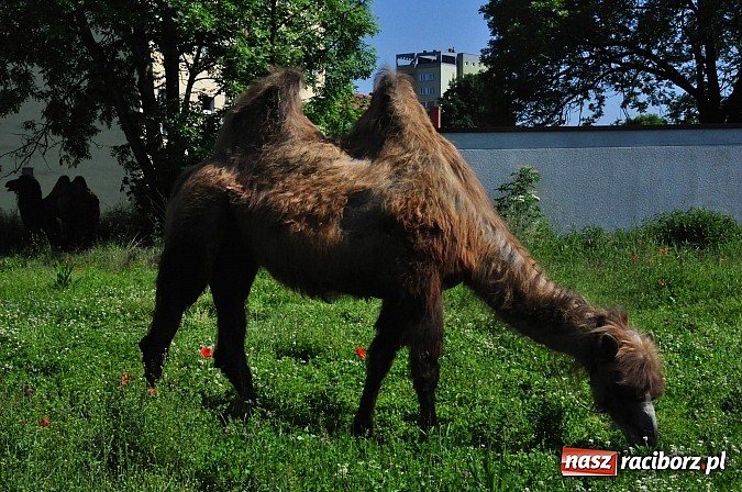 Zdjęcie w galerii na portalu naszraciborz.pl: Na Ostrogu zbiórka sprzętu z dodatkową atrakcją wiadomości z regionu