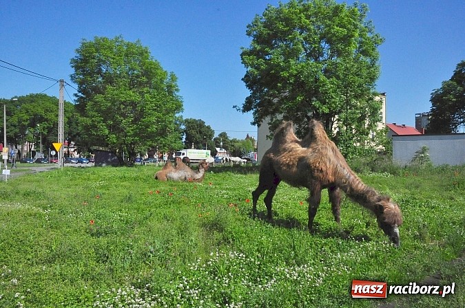Zdjęcie w galerii na portalu naszraciborz.pl: Na Ostrogu zbiórka sprzętu z dodatkową atrakcją wiadomości z regionu