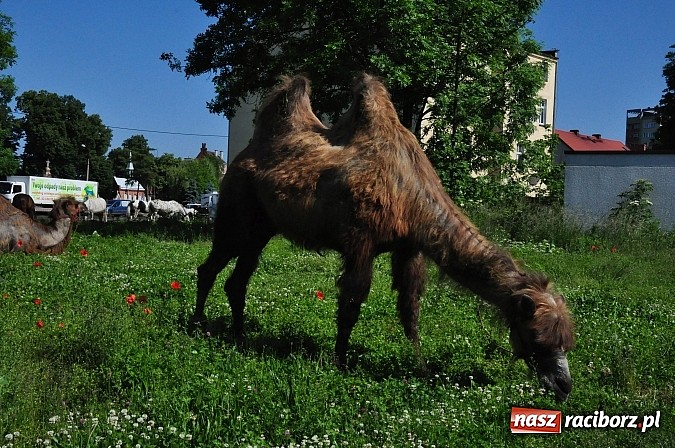 Zdjęcie w galerii na portalu naszraciborz.pl: Na Ostrogu zbiórka sprzętu z dodatkową atrakcją wiadomości z regionu