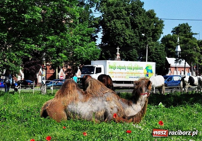 Zdjęcie w galerii na portalu naszraciborz.pl: Na Ostrogu zbiórka sprzętu z dodatkową atrakcją wiadomości z regionu