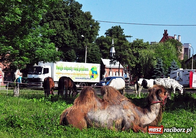Zdjęcie w galerii na portalu naszraciborz.pl: Na Ostrogu zbiórka sprzętu z dodatkową atrakcją wiadomości z regionu