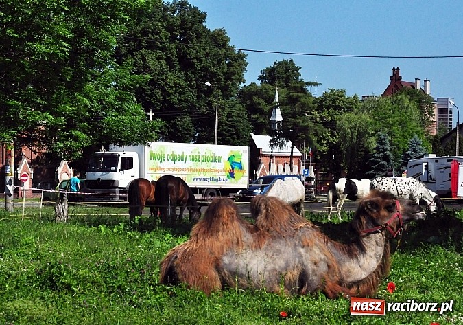 Zdjęcie w galerii na portalu naszraciborz.pl: Na Ostrogu zbiórka sprzętu z dodatkową atrakcją wiadomości z regionu
