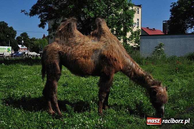 Zdjęcie w galerii na portalu naszraciborz.pl: Na Ostrogu zbiórka sprzętu z dodatkową atrakcją wiadomości z regionu